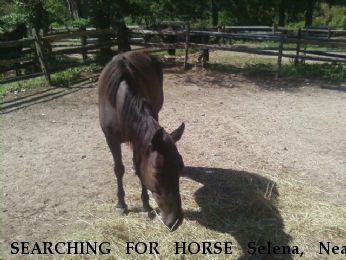 SEARCHING FOR HORSE Selena, Near Huntington, NY, 11743